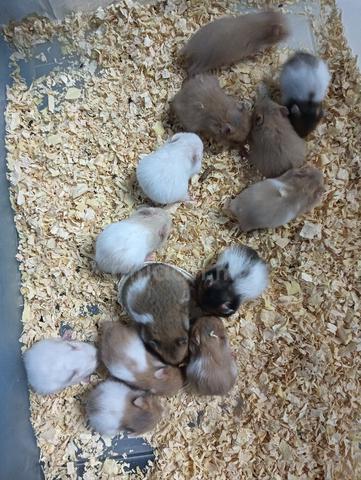 hamster syrian  - photo 2 of 5