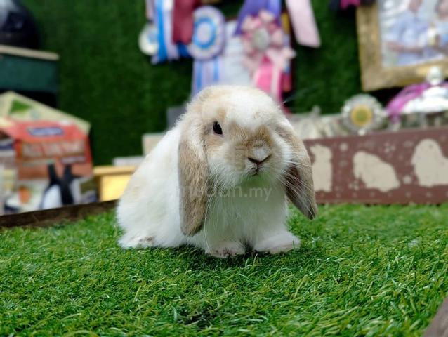 Arnab Holland Lop Rabbit, bkn - photo 4 of 5