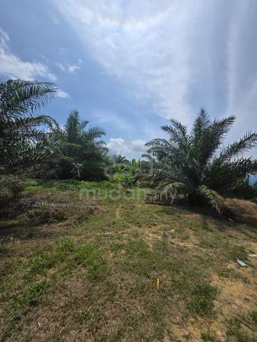 INVESTMENT MID YEAR'26 OiL PALM LAND 5MIN BIDOR TOWN BLW MARKET PRICE 1