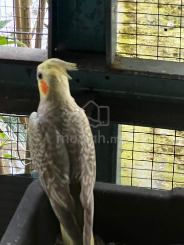 cockatiels - photo 4 of 5
