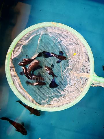 Carousel Image