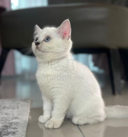 British Shorthair Colorpoint - Pets for sale in Puncak Alam, Selangor