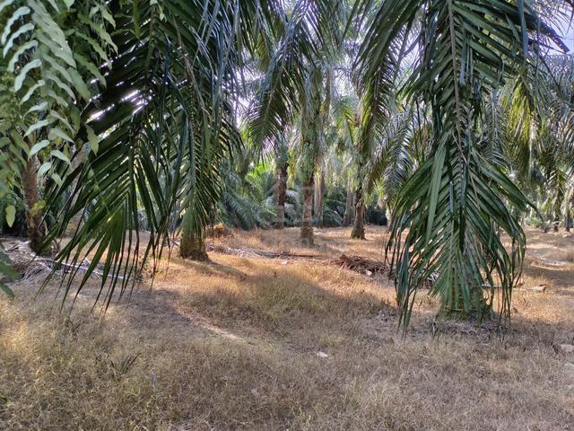 9 acres Agricultural Oil Palm Tree & Durian Tree, Rembau Negeri Sembil 1