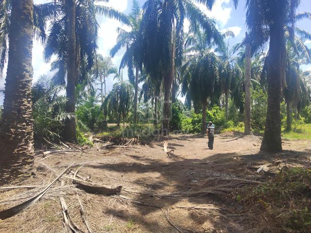 Tanah kebun sawit murah Semujok, Jasin 1
