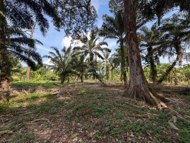 johor pontian parit sikom agriculture land for sale 1