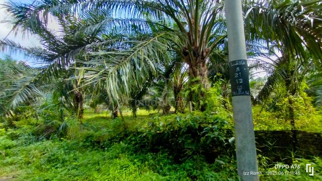 10 Ekar Non Bumi Sawit Rembau (TEPI JALAN+INFRA MUDAH+BERBUAH) 4