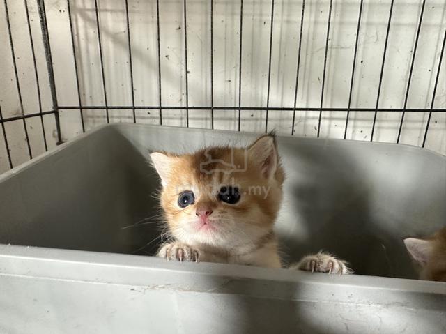 Kucing bsh cat - photo 3 of 5