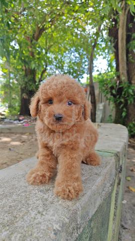 Carousel Image Selected