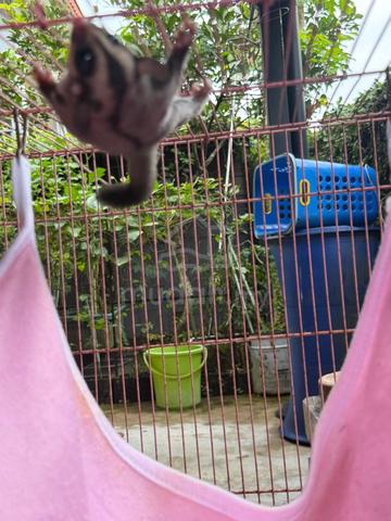 sugar glider - photo 2 of 6