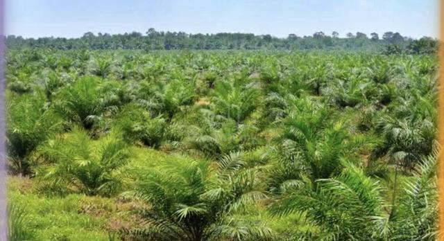 Stungkor Agriculture Land for sale. 1