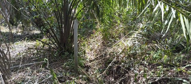 kebun sawit 1