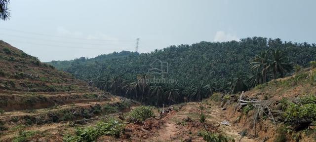 Agricultural Land for Sale at Kampung Batang Merbok Rembau 1