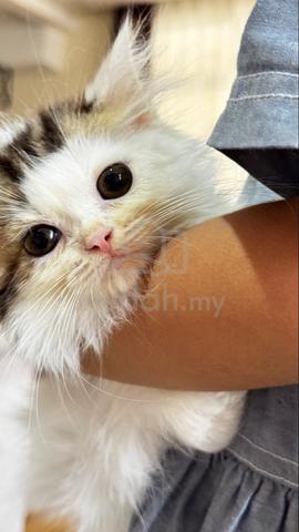 Carousel Image Selected