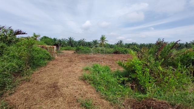 Bukit tagar Selangor agriculture land affordable land 1