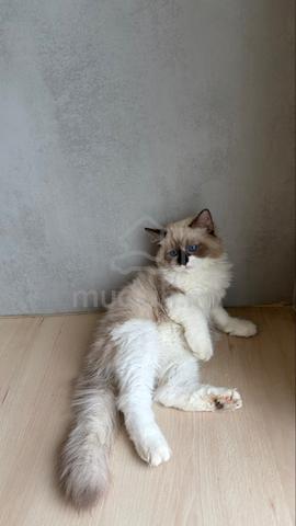 ragdoll kitten available for rehoming 🏡 - photo 4 of 4