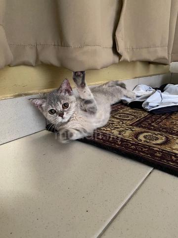 Bsh Tabby Female Pets For Sale In Mutiara Damansara Selangor