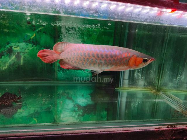 Arowana Super Red 15inch - Pets for sale in Bukit Mertajam, Penang