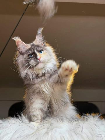 Carousel Image