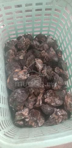 Tiram Freshhh... - photo 2 of 5