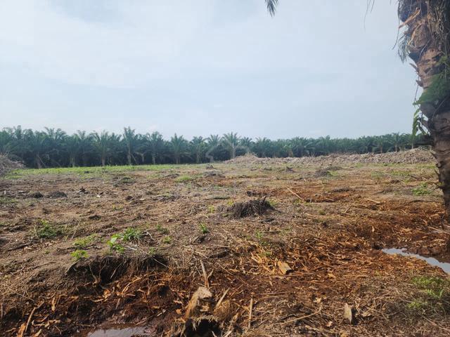 Johor Sri Gading Residential Freehold Land For Sale 1