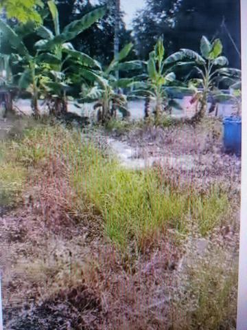 Ada sebidang tanah berukuran 6,000 kp untuk di jual satu kp RM65.00 1