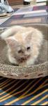 kucing parsi - photo 2 of 6