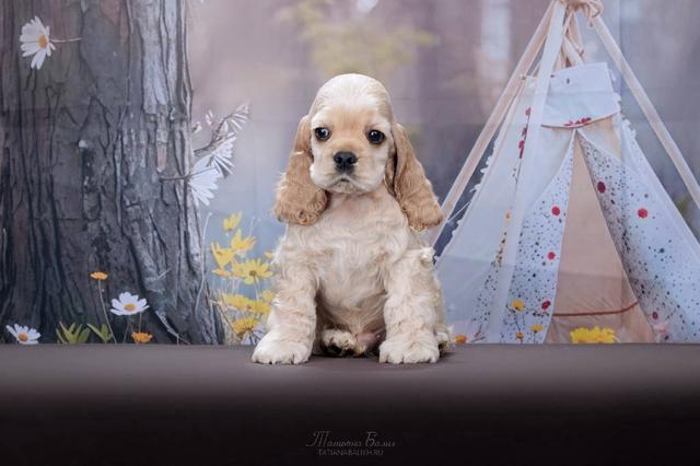 Carousel Image Selected