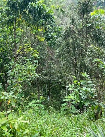 Sabah Kota Belud Agricultural Freehold Land For Sale 1
