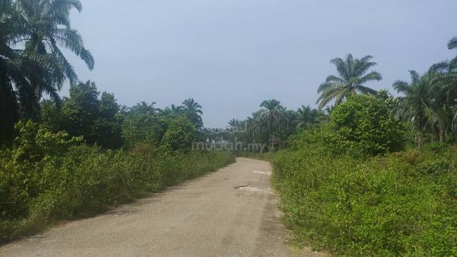 [ Below Market ] Oil Palm Land , Lawan Kuda , Gopeng , Perak 1