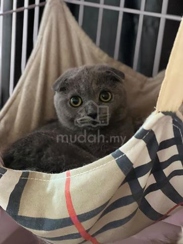 BSH For Rehome - photo 5 of 6