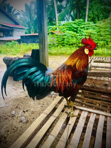 Ayam - photo 3 of 3