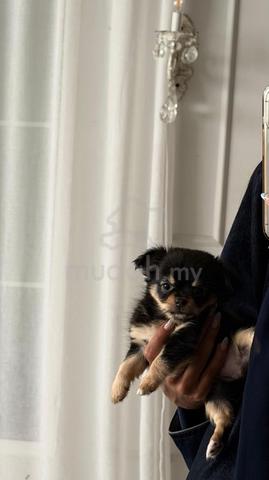black and white Chihuahua ~1 - photo 4 of 6