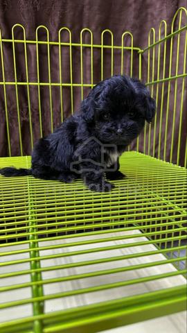 Maltipoo - photo 3 of 5