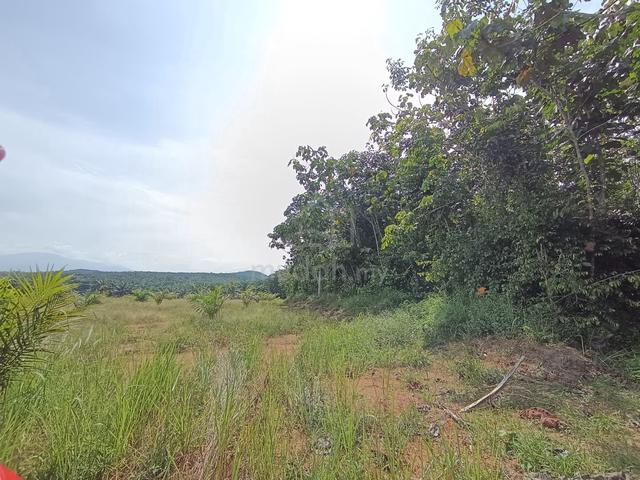 Perak Slim River Agricultural Freehold Land For Sale 1