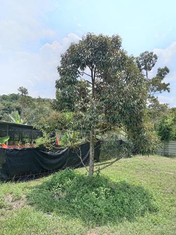 Tanah kebun Rezab Melayu 4.2 ekar tepi jalan utama area Tampin 1