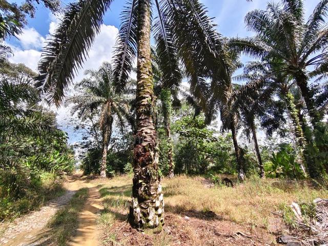 Kluang Paloh Land FreeHold  1