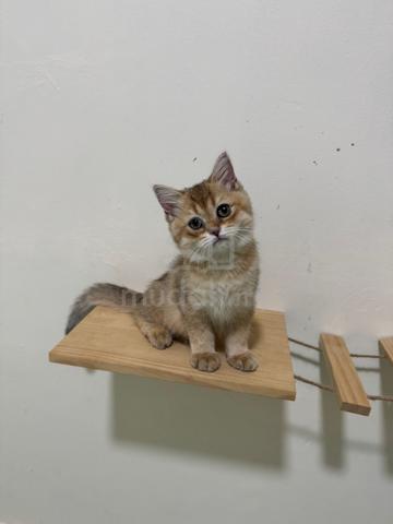 bsh golden - photo 2 of 4