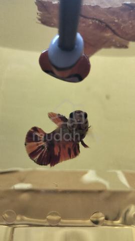 Carousel Image