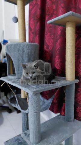 Carousel Image