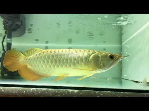 Anak Arowana Crossback Golden, Saiz 10-20cm, Sihat - photo 2 of 2
