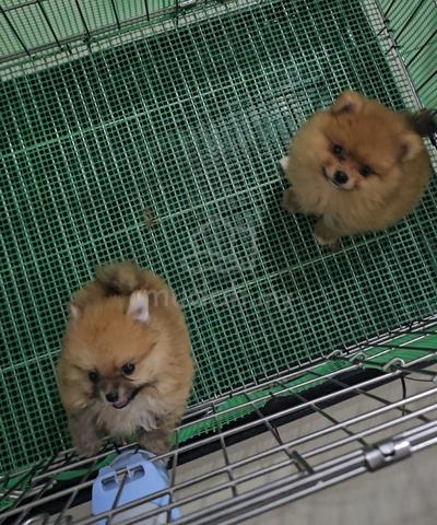 Tiny Pomeranian - photo 3 of 6