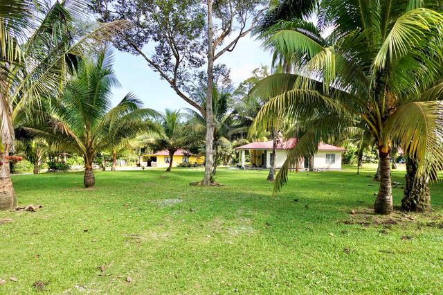 Freehold Land 3.36 acre has Durian & Palm Oil tree 1