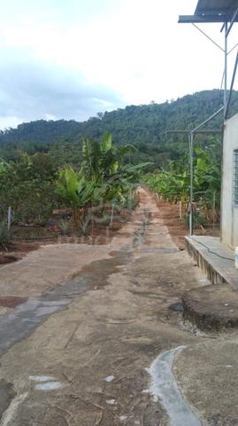 Rare Opportunity to Own a Freehold Durian Orchard in Tapah 1