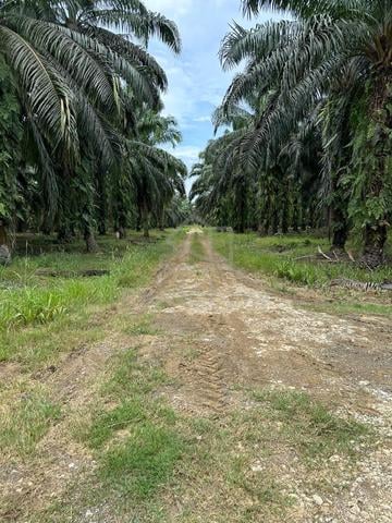 1000 acres mature oil palm estate kinabatangan sabah 1