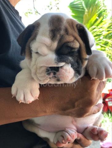 English bulldog puppy pet dog boy girl E915 - Pets for sale