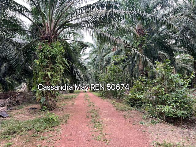 Freehold Agricultural Land Tiang Dua Merlimau Jasin Oil Palm Trees 1