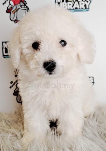 fat poodle puppy dog 59 - Pets for sale in Puchong, Kuala Lumpur