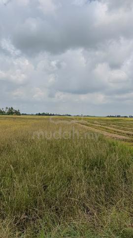 Tanah Pertanian Di Mukim Tualang, Pokok Sena, Kedah 1