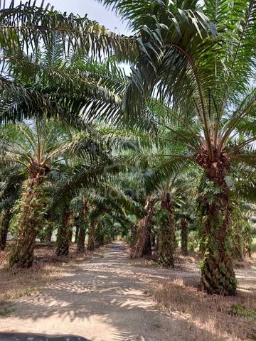 Kota Tinggi- Agriculture Land for Sale 1