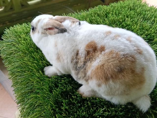 minirex bulu carpet  - photo 6 of 6